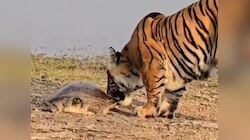 रिद्धि बाघिन ने किया कछुए का शिकार, नजारे का लुफ्त उठाते नजर आए पर्यटक