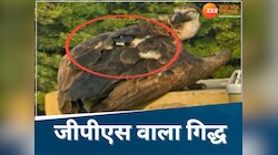 छत्तीसगढ़ में कहां से आया जीपीएस और कैमरे वाला गिद्ध? जांच में जुटा वन विभाग