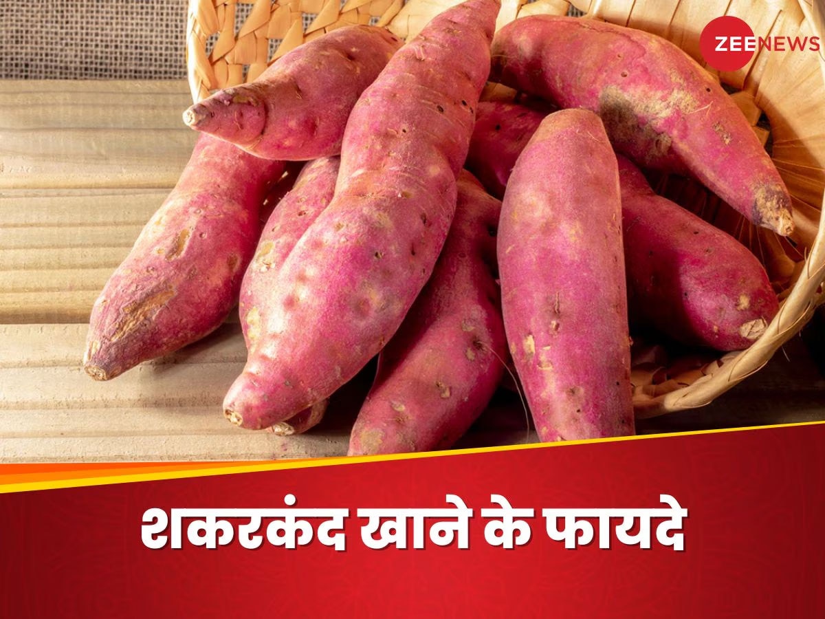 Sweet Potato: बदलते मौसम में 'सुरक्षा कवच' बनेगी उबली हुई शकरकंद, इम्यूनिटी का है 'पावर हाउस'