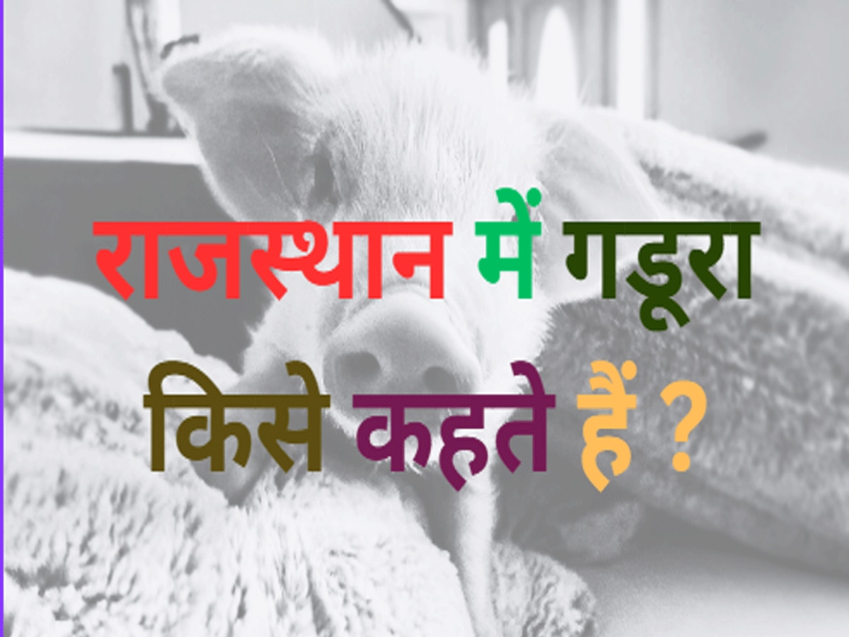 Trending Quiz rajasthan gk question what is pig called in rajasthan