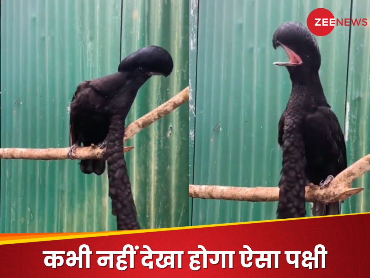 Viral Video: ये क्या...? सिर पर पंखों की टोपी और दाढ़ी ने उड़ाई सबकी नींद, वीडियो देख भौचक्के हो गए लोग!