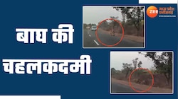 बीच सड़क पर शान से चहलकदमी कर रहा था बाघ, देखते ही रह गए लोग, देखें Video