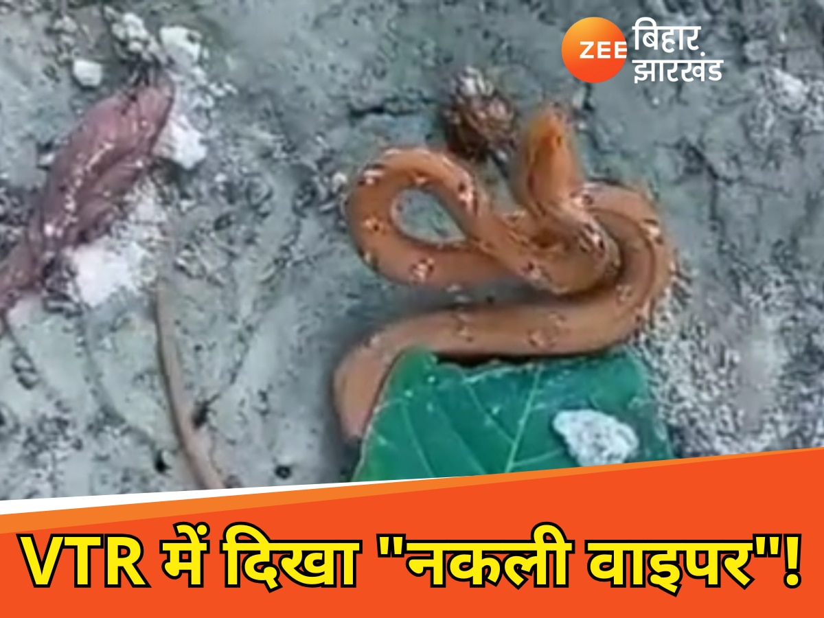 Fake viper Rare snake in Valmiki Tiger Reserve crowd gathered to see