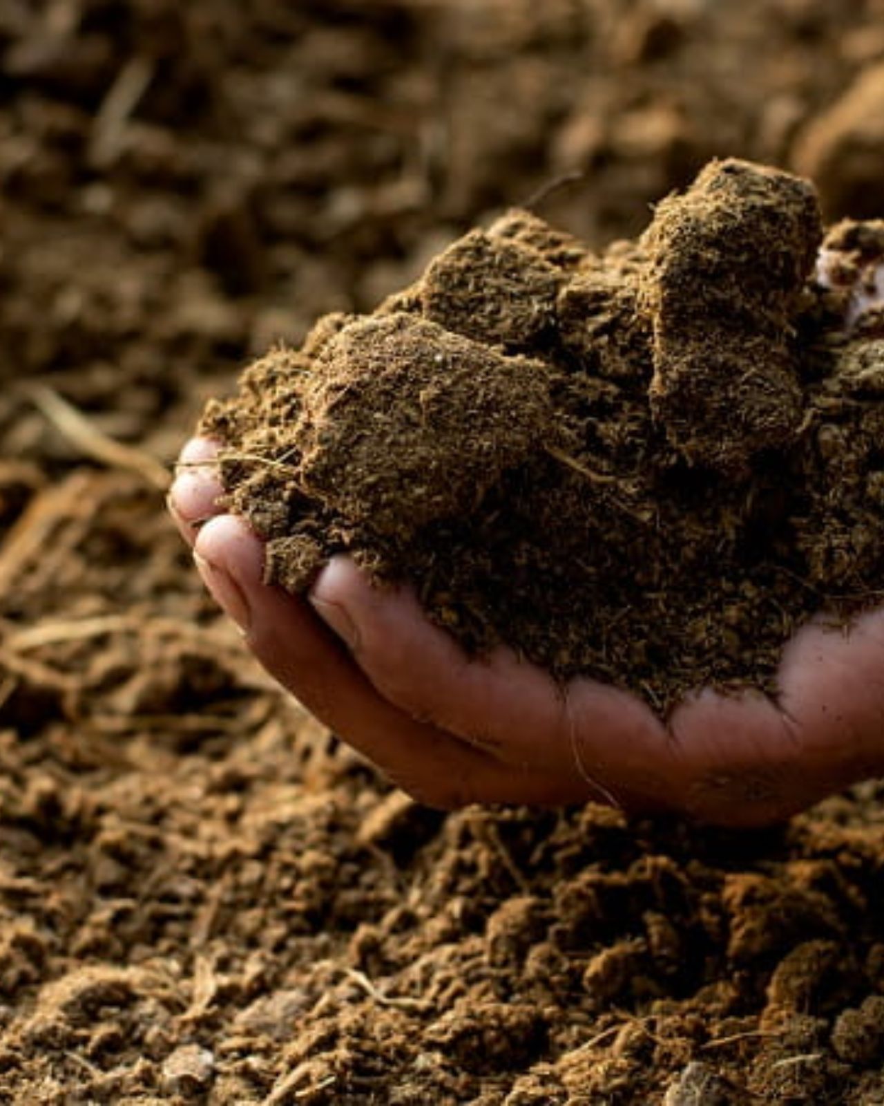 गोबर बना सकता है आपको मालामाल, जान लीजिए कैसे करना है इस्तेमाल