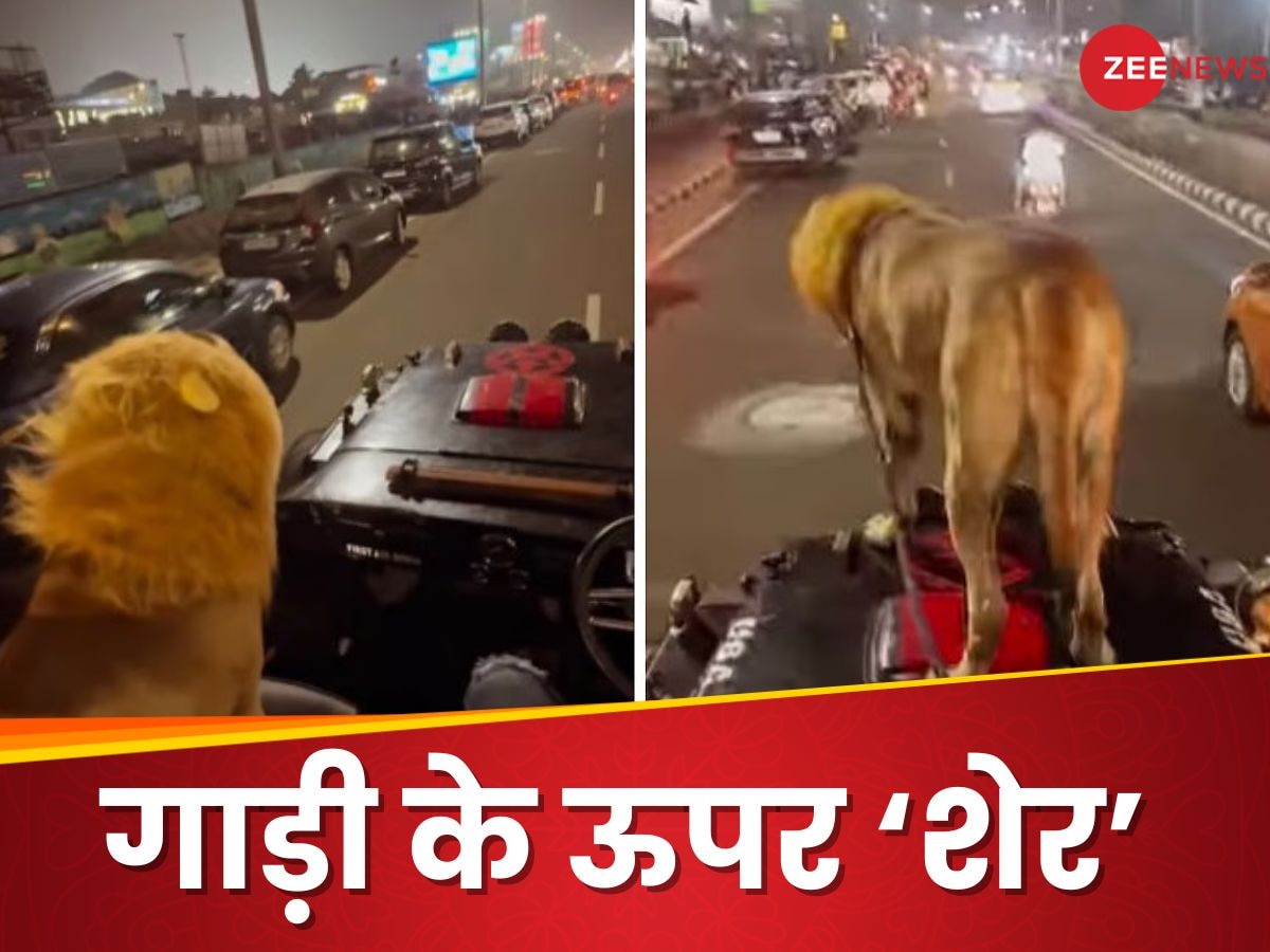 Video: जीप के ऊपर 'शेर' बैठाकर शहर में घुमाया, असलियत सामने आई तो लोगों ने पीट लिया सिर