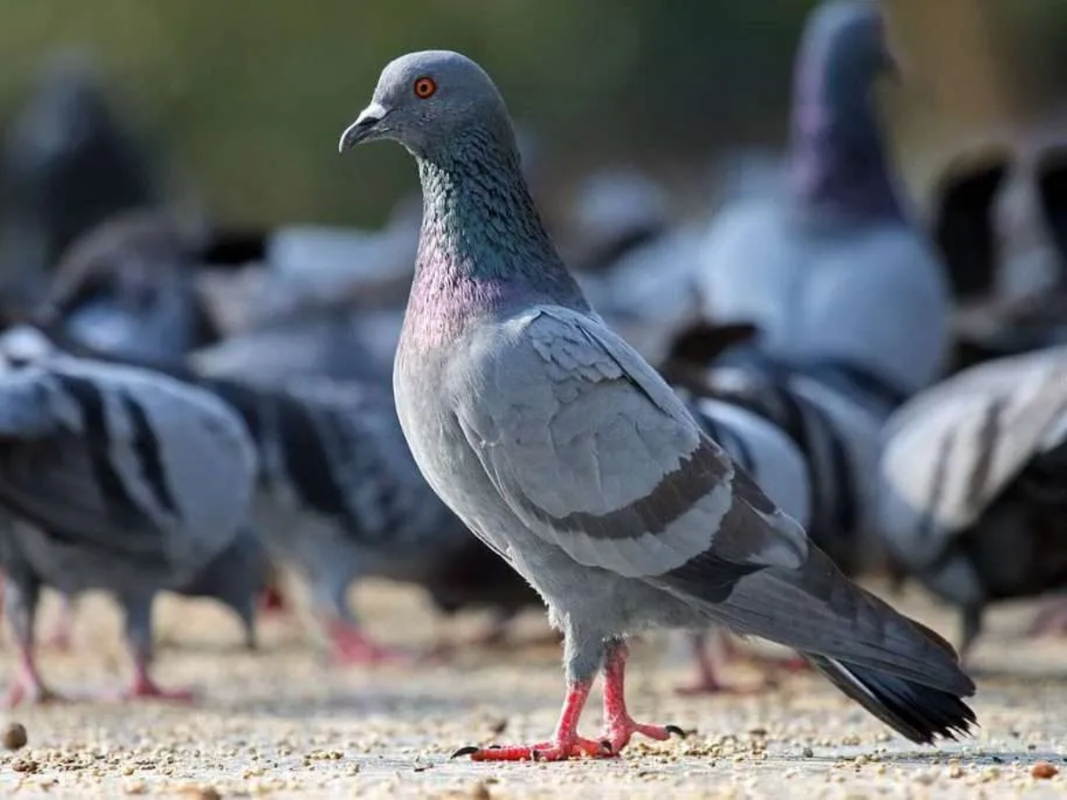 कहानी उस 'जासूस कबूतर' की, जो 8 महीने तक भारत की कैद में रहा!