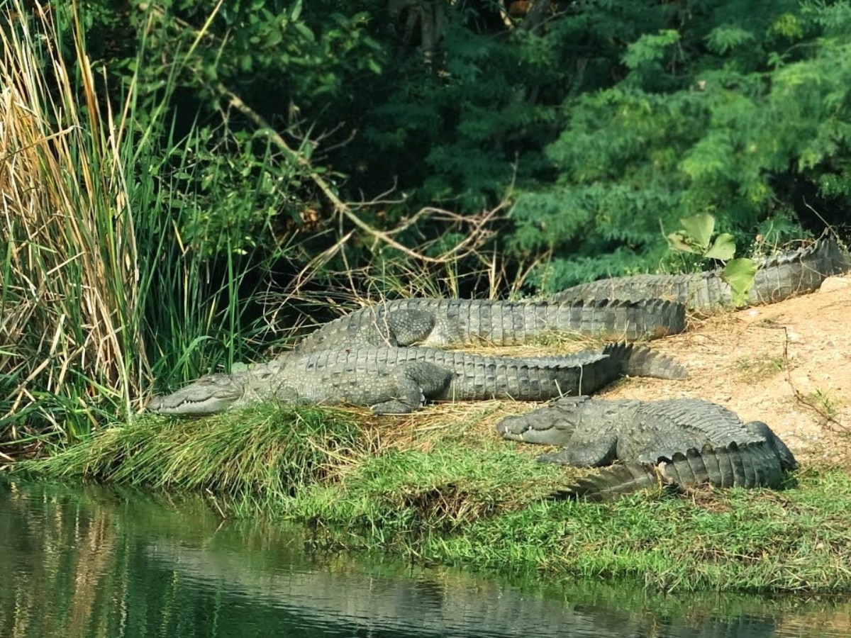 Alwar News: सरिस्का के जलाशयों में मगरमच्छों की बढ़ती तादाद, पर्यटकों के लिए बना आकर्षण
