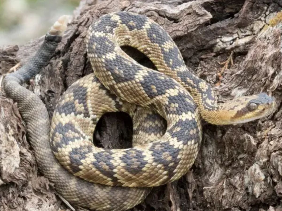 World Most Poisonous Snake Just One Drop of Venom Can Kill Discover ...