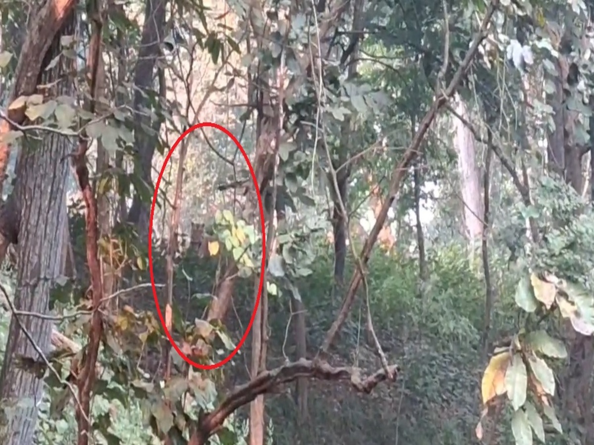वाल्मीकि टाइगर रिज़र्व में 60 के करीब बाघों की संख्या