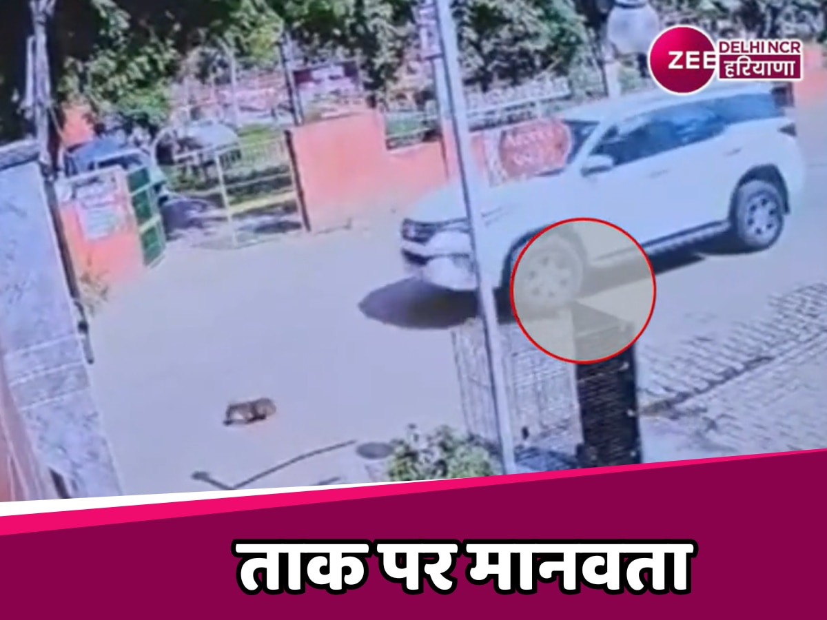 Haryana News: सिरसा के सी ब्लॉक में घूम रहा है कुत्तों का हत्यारा, जहर देकर तो कभी SUV से कुचलकर ले रहा जान