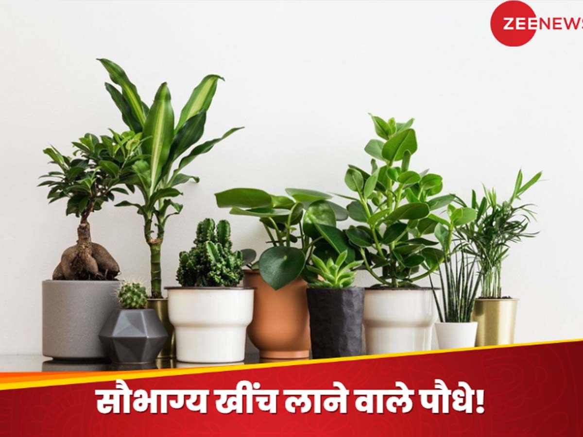 Plant Vastu Tips: महाभारत काल के वे 5 पवित्र पौधे, जो बदल सकते हैं किसी का भी भाग्य; सुख-समृद्धि की करते बारिश