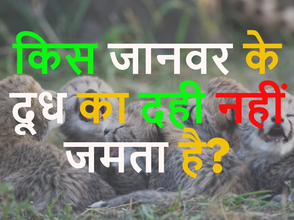 GK Quiz: किस जानवर के दूध का दही नहीं जमता है?