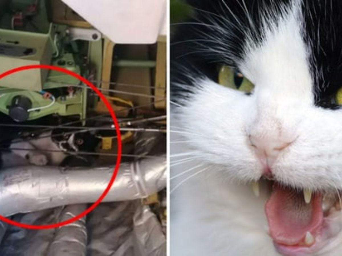 दुस्साहसी बिल्ली ने जर्मनी जाने वाले विमान को किया 'हाईजैक'! फ्लाइट से उतरने से इनकार, उड़ान दो दिन तक लेट