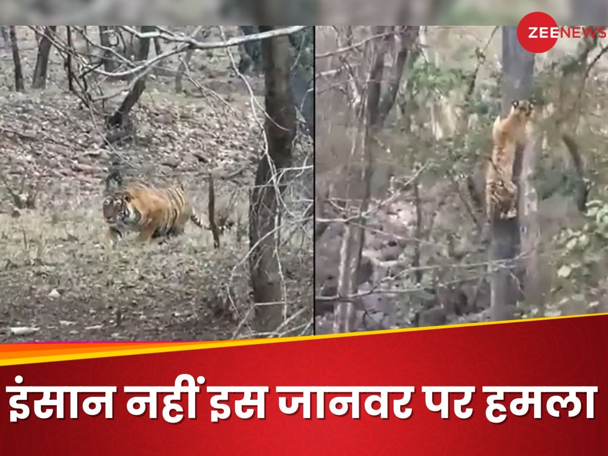 Tiger Video: टूरिस्ट को छोड़कर टाइगर ने किया इस खूंखार जानवर पर हमला, देखें आखिर में क्या हुआ