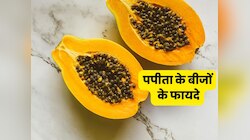 जिस पपीते के बीज को कूड़े में फेंक देते हैं आप, फायदे जानेंगे तो नहीं करेंगे ऐसा काम