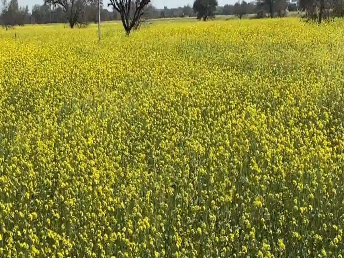 Weather: तेज धूप और बढ़ते तापमान से हो सकता है फसलों को नुकसान