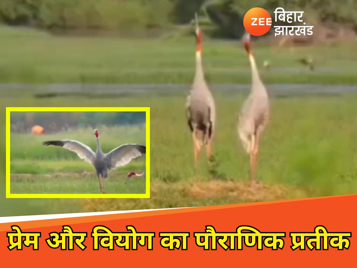 Valentine Day symbol of love and sacrifice Sarus crane the pride of Valmiki Tiger Reserve