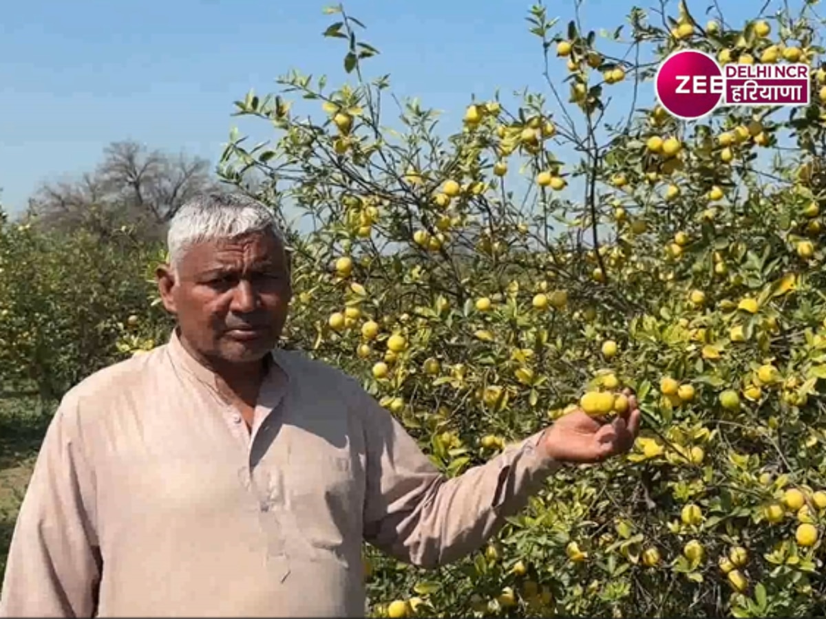 Charkhi Dadri News: बागवानी के साथ ऑग्रेनिक सब्जियों की खेती कर चरखी दादरी का किसान कमा रहा लाखों रुपये  