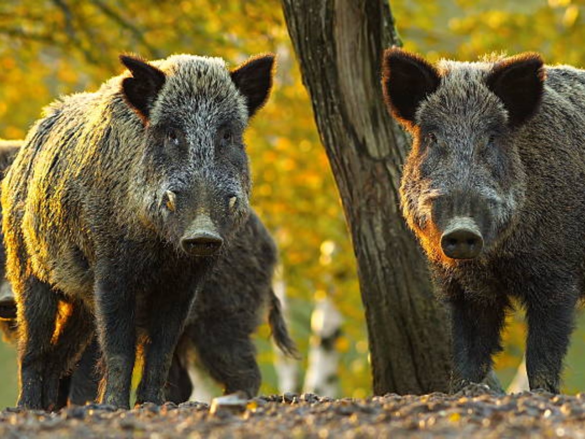 Sterilization of Wild Boars