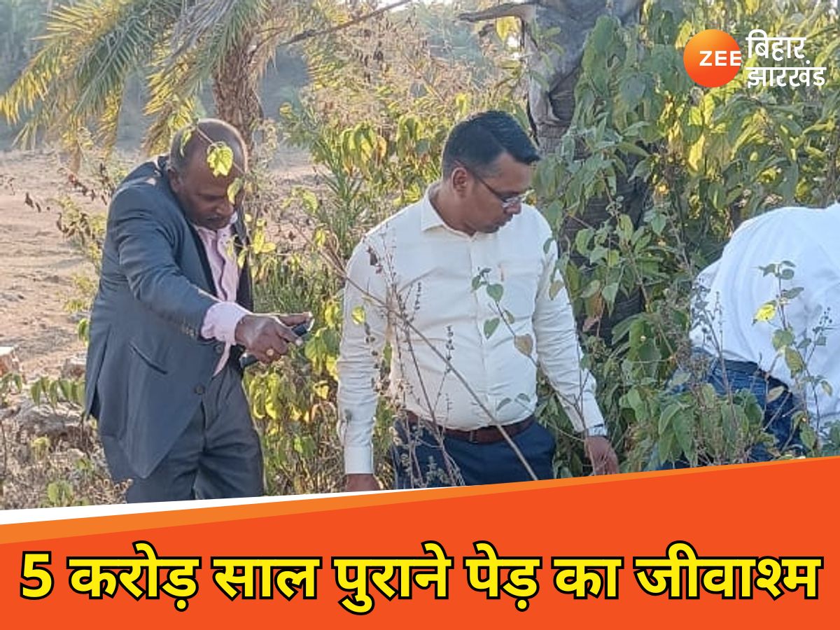Fossil of 50 million years old tree found in Pakur scientists call it ...