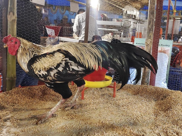 ମତ୍ସ୍ୟ-ପ୍ରାଣୀ ସମାବେଶ ୨୦୨୫: ଆକର୍ଷଣର କେନ୍ଦ୍ର ଲଢୁଆ ଗଞ୍ଜା ‘ହାଁସଲି’