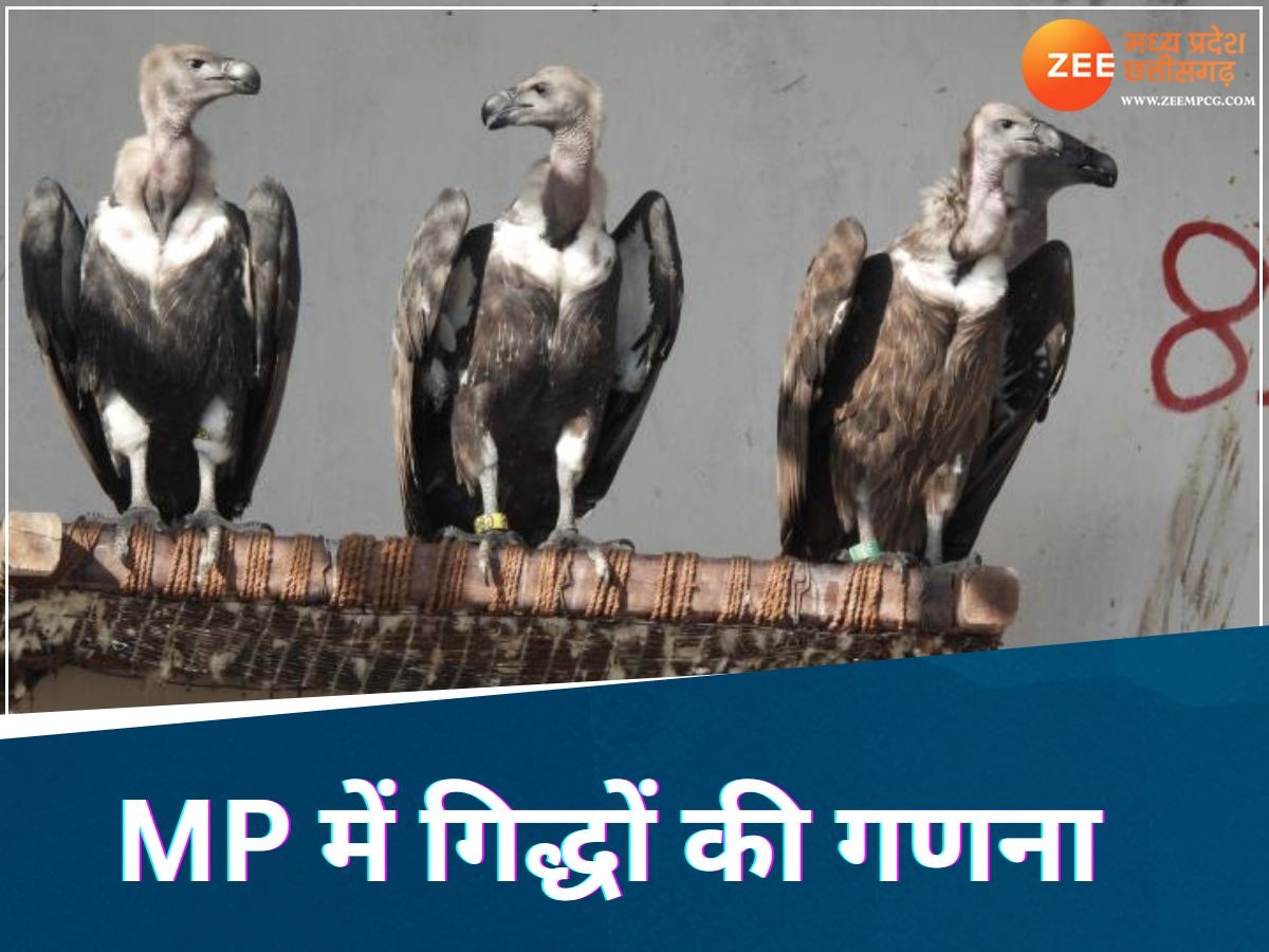 MP News: टाइगर स्टेट में आज से शुरू होगी गिद्धों की गिनती, जानिए इंसानों के लिए क्यों जरुरी है यह पक्षी