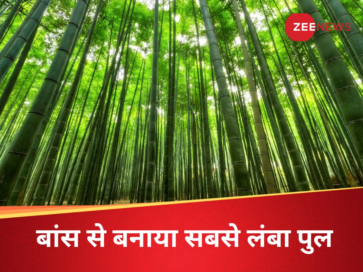 चीन तो खिलाड़ी निकला...बांस से बना डाला दुनिया का सबसे लंबा पुल, दंग रह गए सारे देश