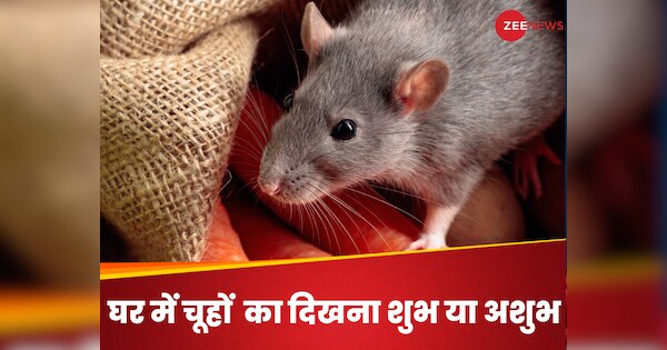 Rat In House Vastu