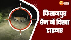 Video: किशनपुर रेंज में मस्ती में रोड क्रॉस करते दिखा टाइगर, रोमांचित कर देगा वीडियो