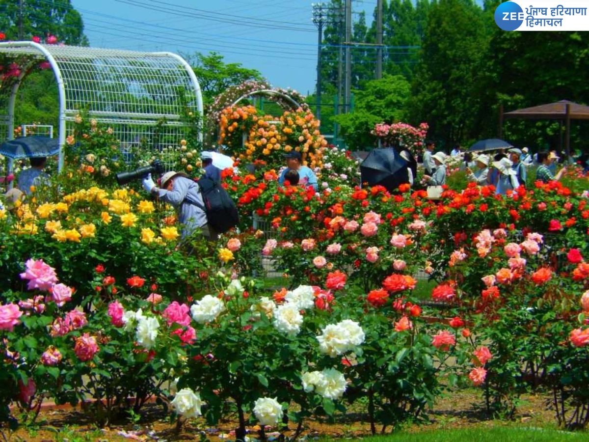 Rose Festival: ਗੁਲਾਬ ਦੀ ਖੁਸ਼ਬੂ ਨਾਲ ਮਹਿਕ ਜਾਵੇਗਾ ਚੰਡੀਗੜ੍ਹ, ਸ਼ੁਰੂ ਹੋਣ ਵਾਲਾ ਹੈ ਰੋਜ਼ ਫੈਸਟੀਵਲ