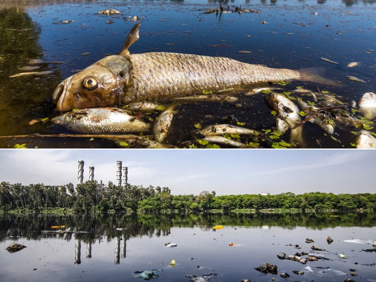 यमुना ही नहीं, गंदगी की मार गुजर झेल रहीं दुनिया की कई नदियां, सफाई में करोड़ों खाक पर नहीं सुधरे नदियों के बिगड़े हालात