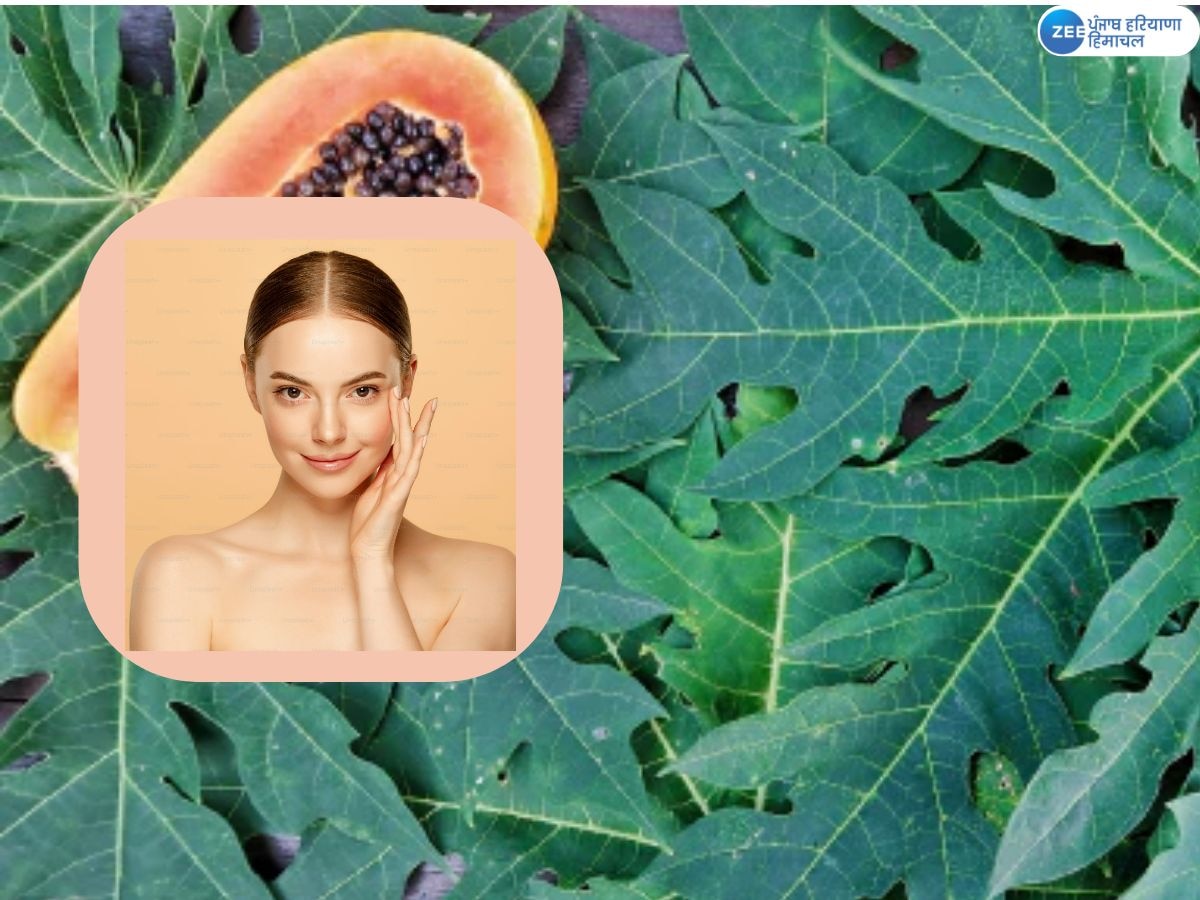 Papaya Leaves Skin Remedy: ਝੁਰੜੀਆਂ ਤੇ ਮੂਹਾਸਿਆਂ ਨੂੰ ਹਟਾਉਂਦੇ ਇਹ ਹਰੇ ਪੱਤੇ; ਇੰਝ ਕਰੋ ਇਸਤੇਮਾਲ