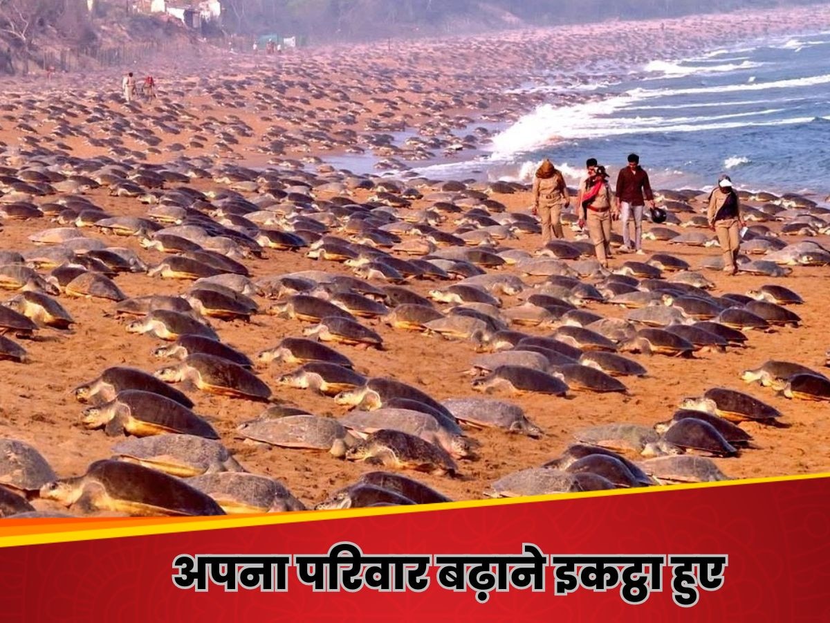 देश के इस Beach पर जैसे कछुओं का मेला लगा हो, साल में 10 दिन दिखता है ऐसा नजारा