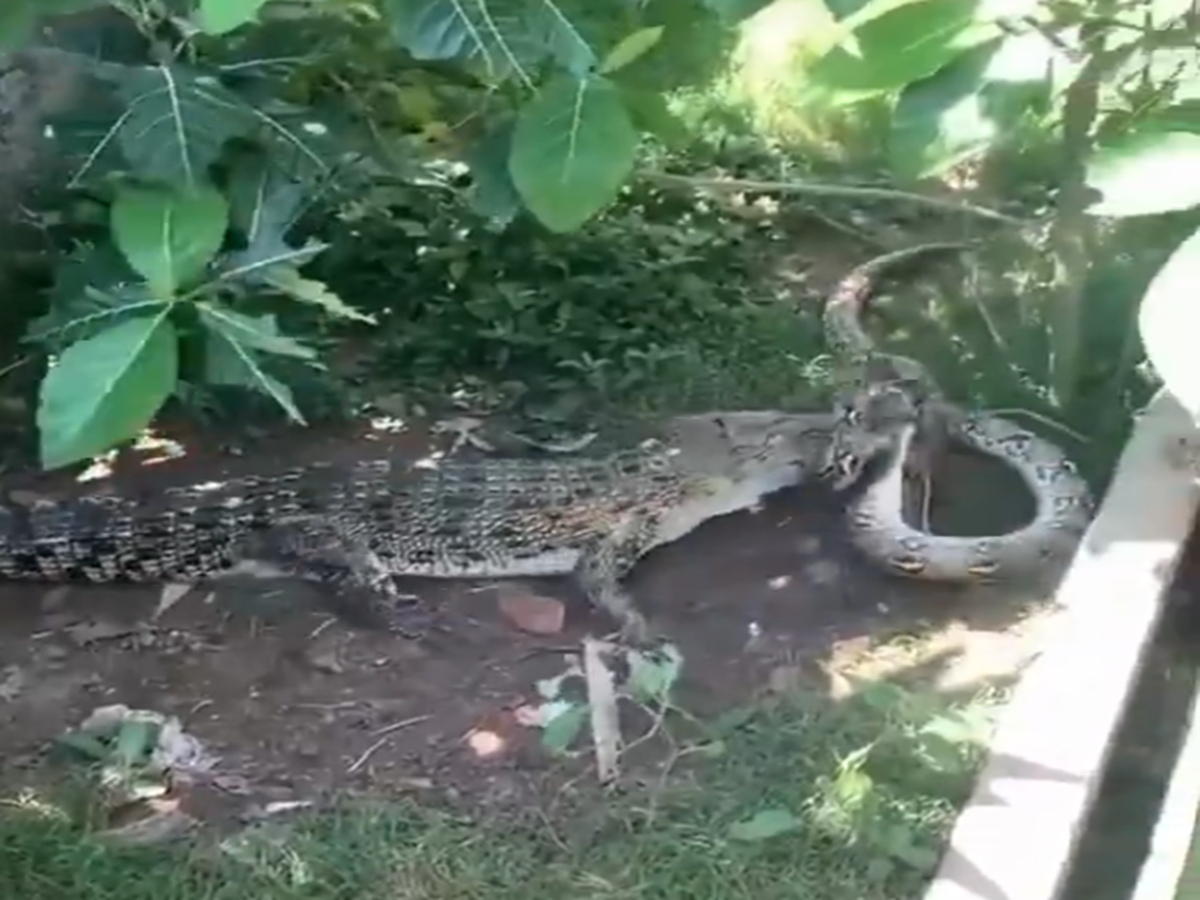 Crocodile Vs Python: କୁମ୍ଭୀର-ଅଜଗର ମଧ୍ୟର ଏପରି ଫାଇଟ୍ ପୂର୍ବରୁ ଦେଖି ନଥିବେ ...