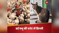भारत में बर्ड फ्लू से घरेलू बिल्ली की पहली बार मौत, जानिए इंसानों को कितना खतरा
