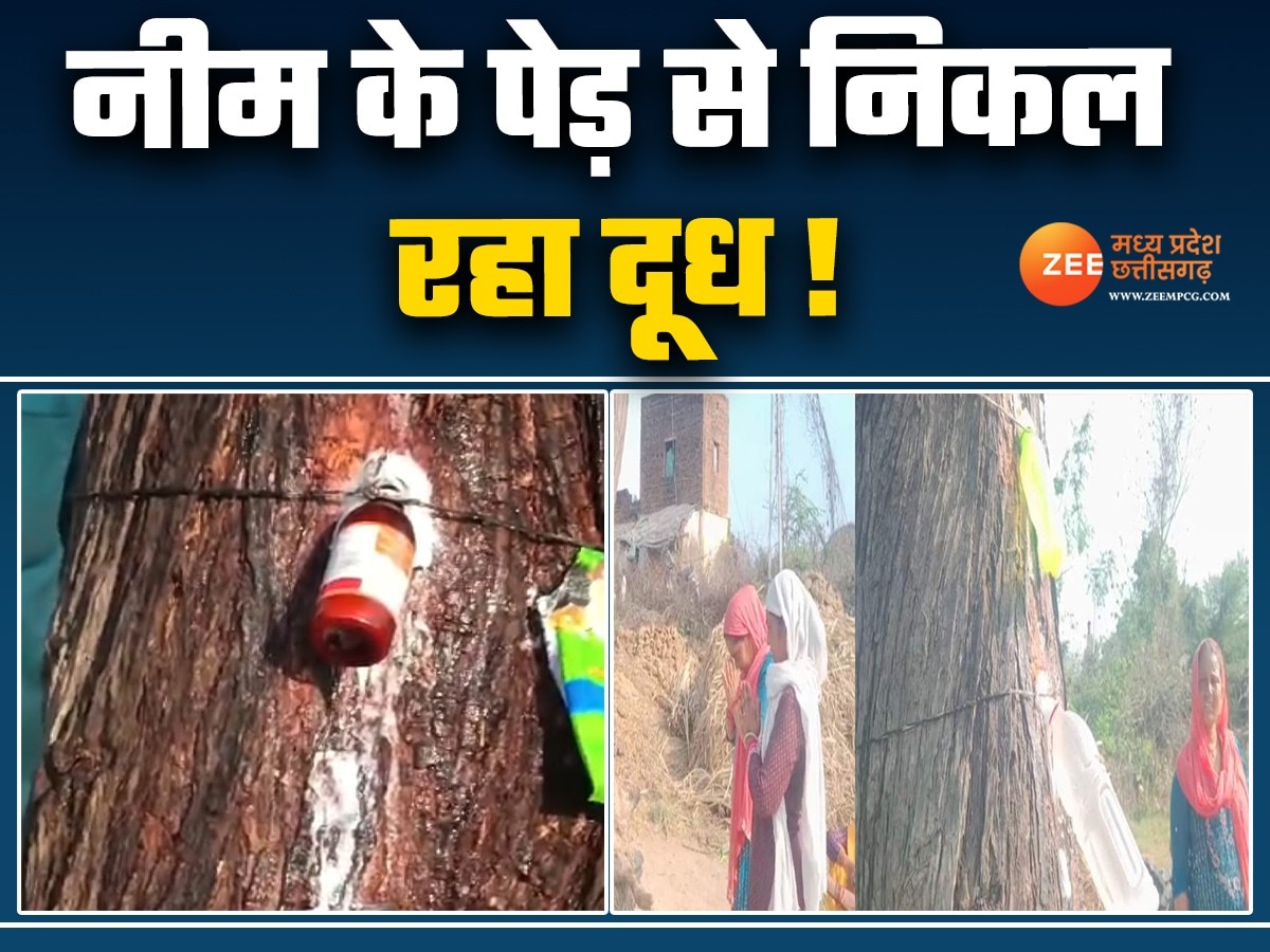 Milk like liquid is coming out from neem tree in datia people are ...