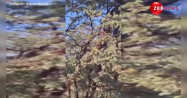 17 feet giant python seen climbing a tree its height and agility will ...