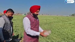 Amritsar News: ਐਮਪੀ ਗੁਰਜੀਤ ਔਜਲਾ ਨੇ ਗੜ੍ਹੇਮਾਰੀ ਕਾਰਨ ਫਸਲਾਂ ਦੇ ਨੁਕਸਾਨ ਦਾ ਲਿਆ ਜਾਇਜ਼ਾ