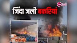 Fire Video: टेंट के गोदाम में लगी भीषण आग, एक दर्जन से ज्यादा बकरियां हुई जलकर राख 