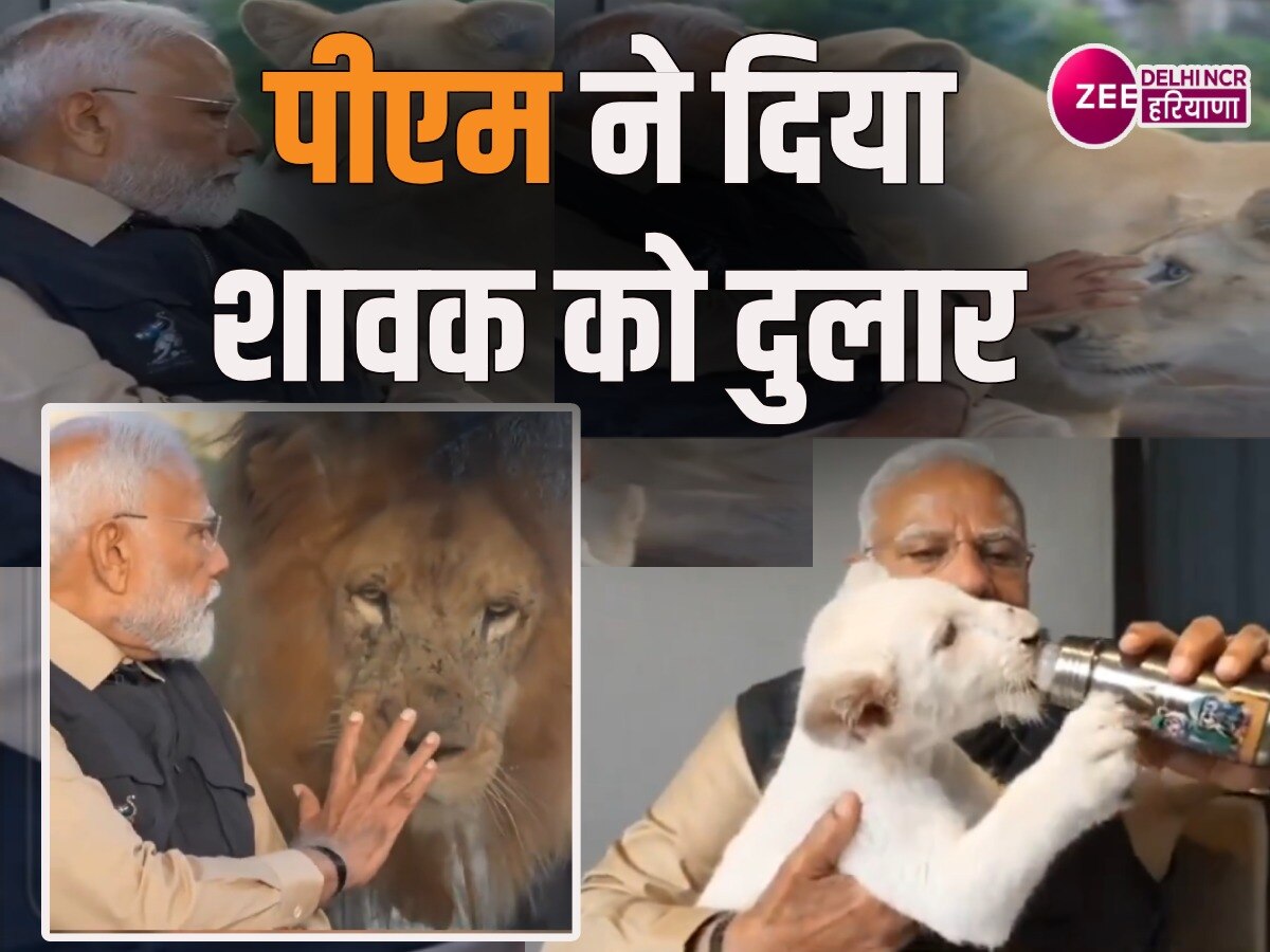 Narendra Modi Lion Video: शेर के साथ पीएम के खेलने का वीडियो वायरल ...
