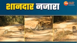 कान्हा टाइगर रिजर्व से आया शानदार Video, देखकर रोमांचित हो उठे पर्यटक 