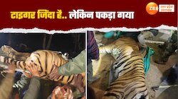 टाइगर की फुर्ती वन विभाग के आगे हुई फेल, मिनटों में दबोचा खूंखार बाघ 