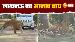  कैद से आजाद हुआ बाघ, खुली हवा में आते ही टाइगर ने लंबी छलांग लगाकर हुआ फरार