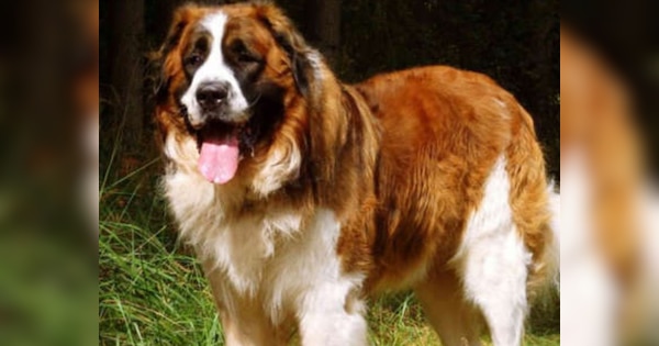 घर की सुरक्षा के लिए कौनसी कुत्तों की नस्लें हैं सबसे बेस्ट? पढ़ें- इन 10 डॉग्स के बारे में