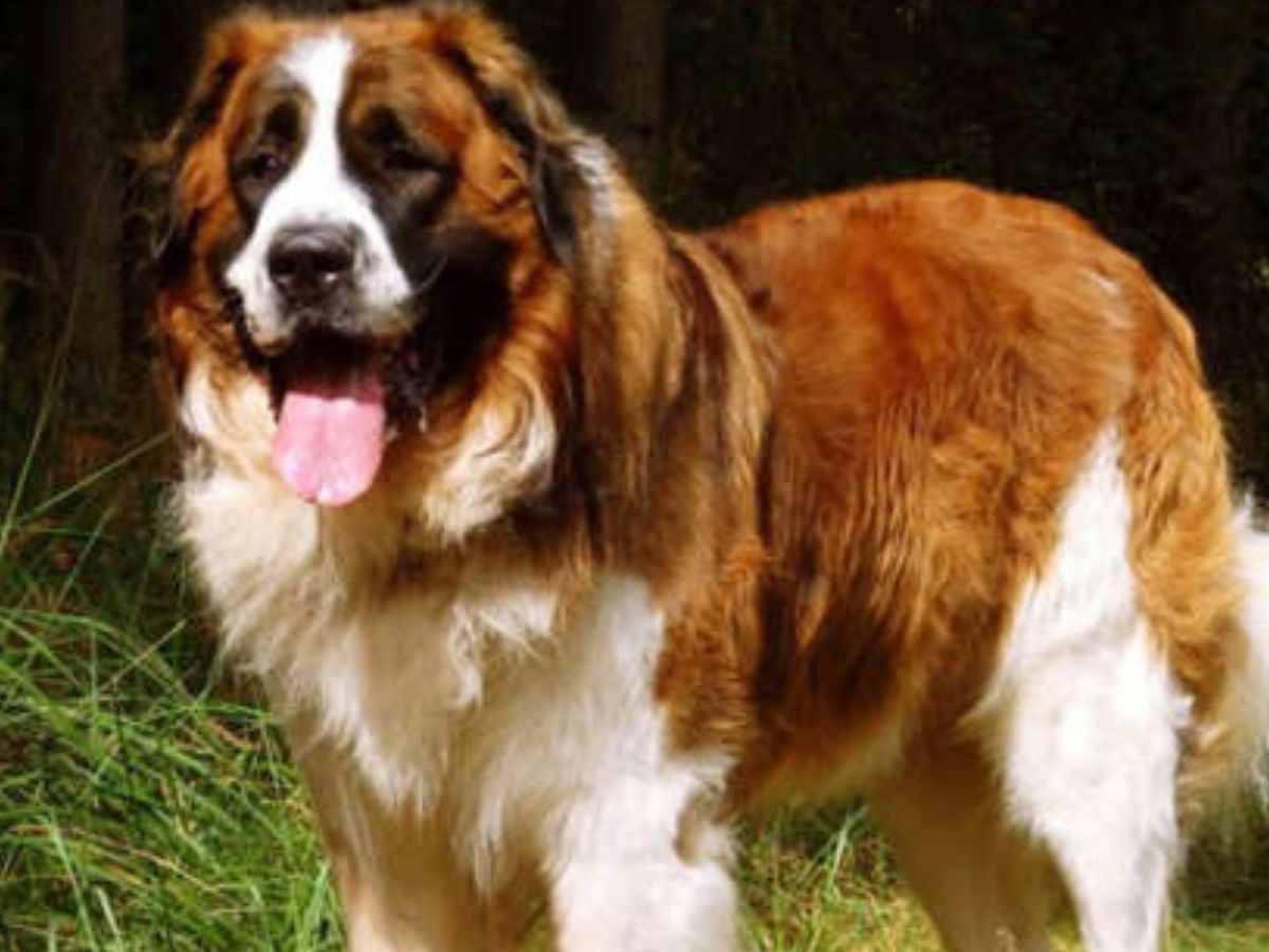 घर की सुरक्षा के लिए कौनसी कुत्तों की नस्लें हैं सबसे बेस्ट? पढ़ें- इन 10 डॉग्स के बारे में