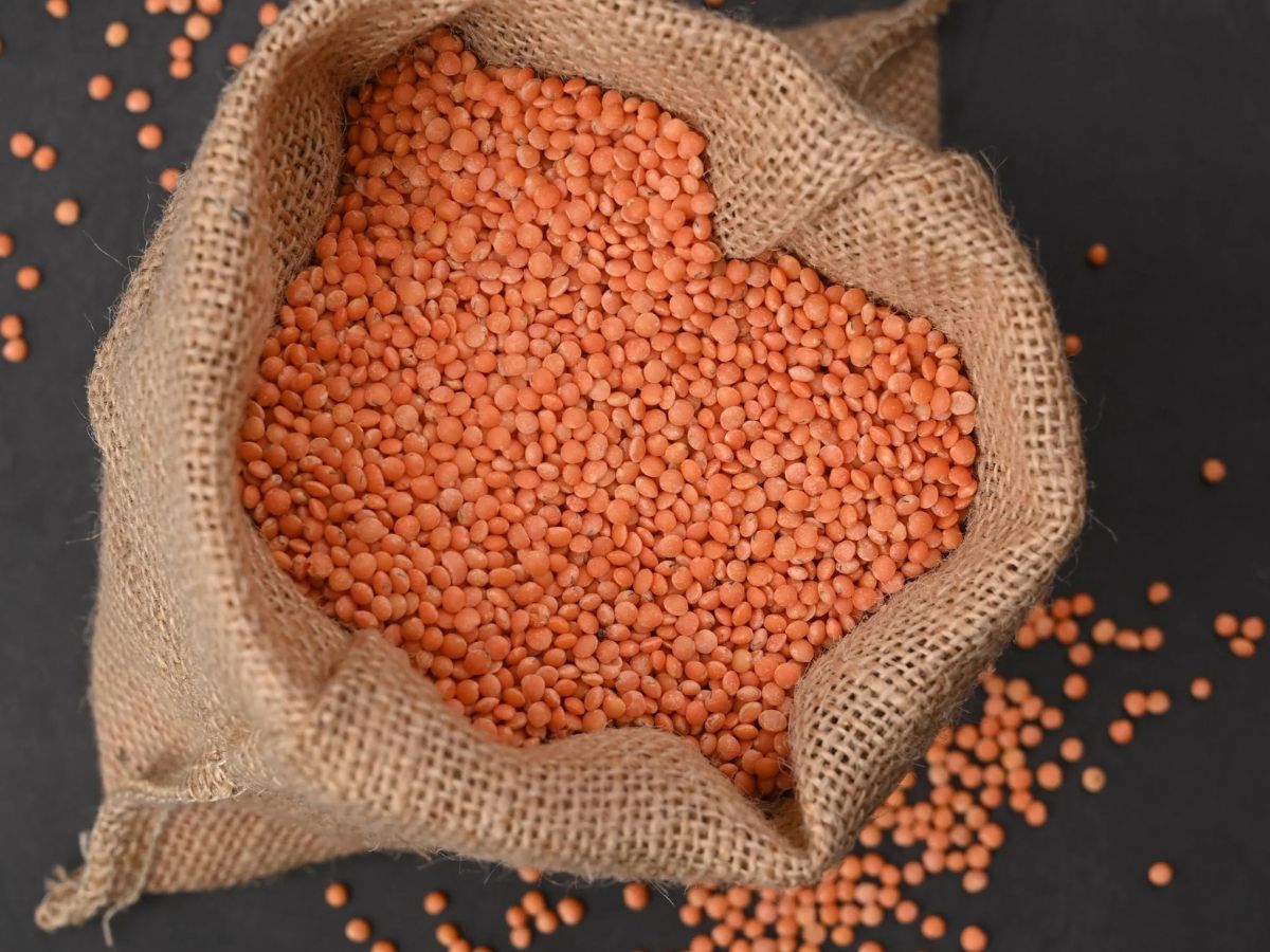 ମସୁର ଡାଲି ଆମଦାନୀ ଉପରେ ଲାଗିବ ୧୦% ଟିକସ, ଏପରି ନିଷ୍ପତ୍ତି କାହିଁକି ନେଲେ ସରକାର? ମସୁର ଡାଲି ଆମଦାନୀ ଉପରେ ଲାଗିବ ୧୦% ଟିକସ, ଏପରି ନିଷ୍ପତ୍ତି କାହିଁକି ନେଲେ ସରକାର?