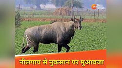 किसानों के लिए काम की खबर, अगर नीलगाय करेगी नुकसान तो मुआवजा देती है नीतीश सरकार