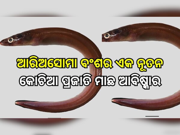 Odisha News: ଆରିଅସୋମା ବଂଶର ଏକ ନୂତନ କୋଚିଆ ପ୍ରଜାତି ମାଛ ଆବିଷ୍କାର