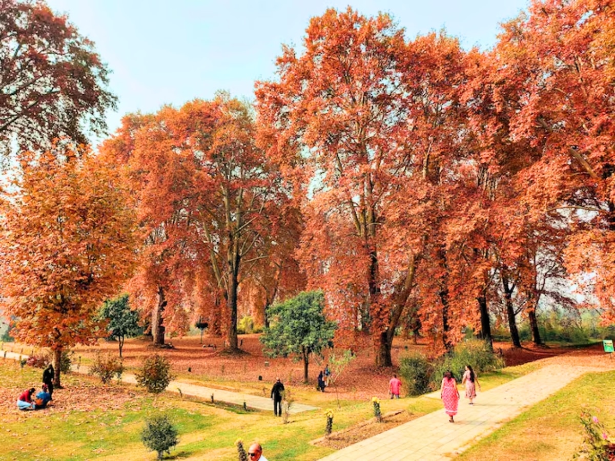 फिल्मों में देखा होगा इन कीमती पेड़ों का दिलकश नजारा, अब बनेगा इनका डिजिटल आधार कार्ड