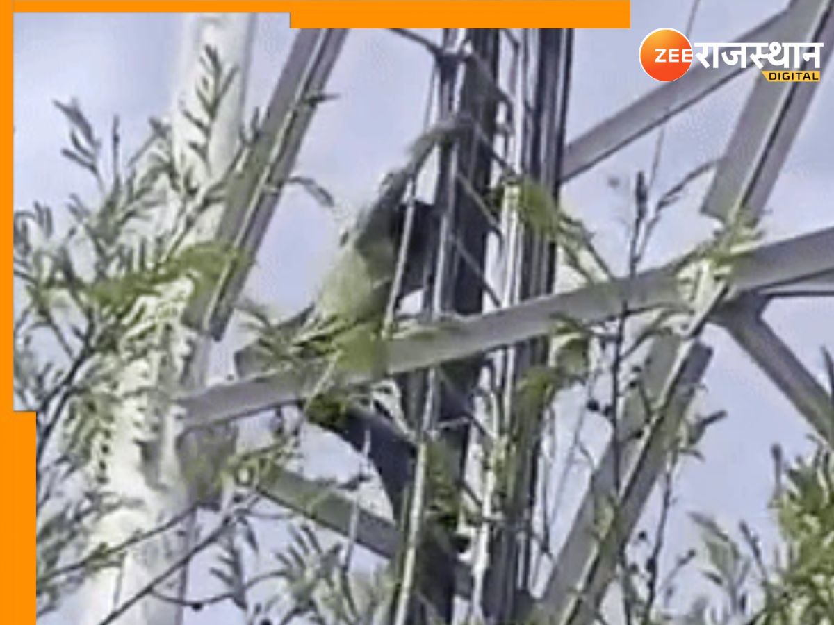 Bhilwara News: मुंह फुलाकर जोश-जोश में मोबाइल टावर पर चढ़ा युवक, मधुमक्खियों ने मिनटों में उतारा नीचे